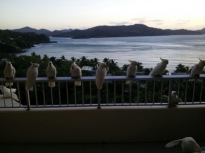 Sulphur  crested  cockatoos at dawn Hamilton Island 