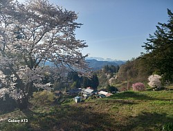 桜の季節
