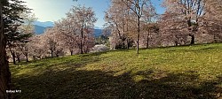 長野の桜