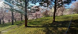 長野の桜